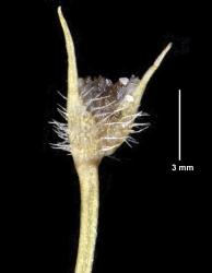 Centrolepis fascicularis, spike showing multicellular hispid hairs and relatively long foliar points.
 Image: K.A. Ford © Landcare Research 2014 